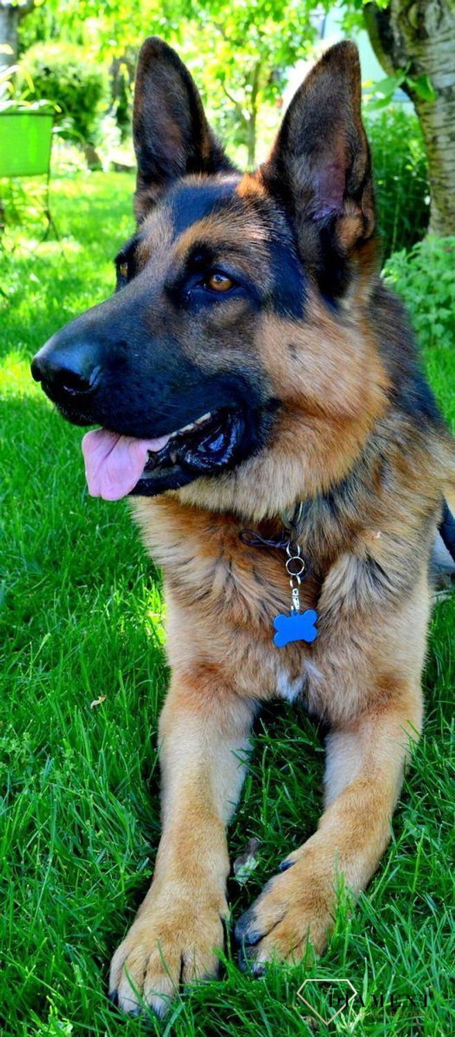 Blaszka dla pupila kość 3,7 cm z miejscem na grawer Kość blue L. Blaszka w formie adresówki, identyfikatora dla psa. Blaszka z miejscem na grawer. Na adresówce możemy wygrawerować np. imię psa i nr telefonu do właściciela..jpg